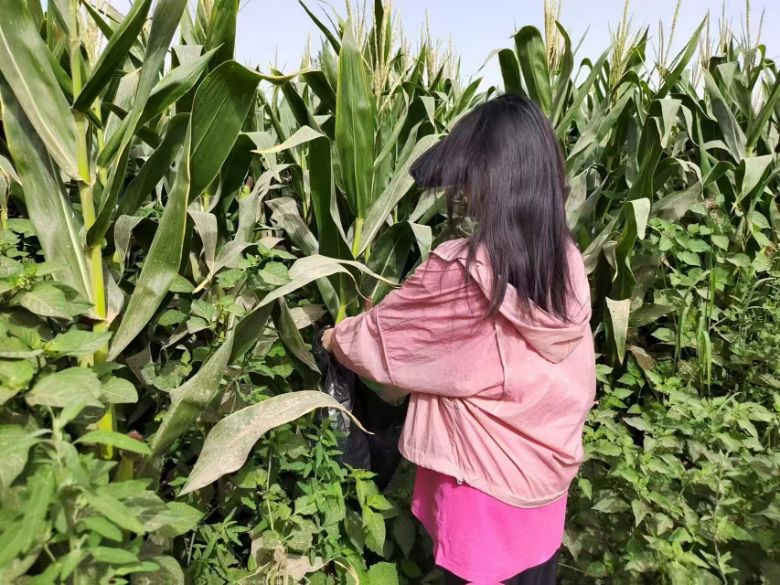 p̼(q)ӾGɫD(zhun) ½r(nng)eOͶNֲI(y)ԴȾ