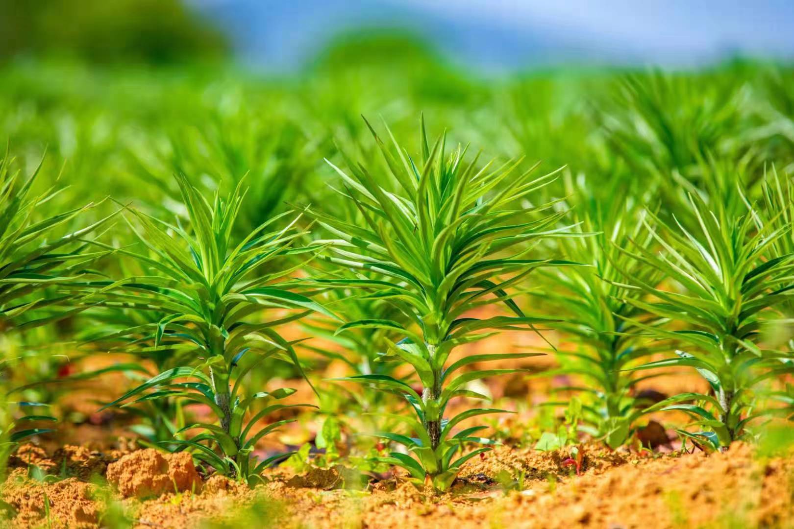 dr(nng)I(y)NF(xin)r(nng)I(y)°l(f)չ