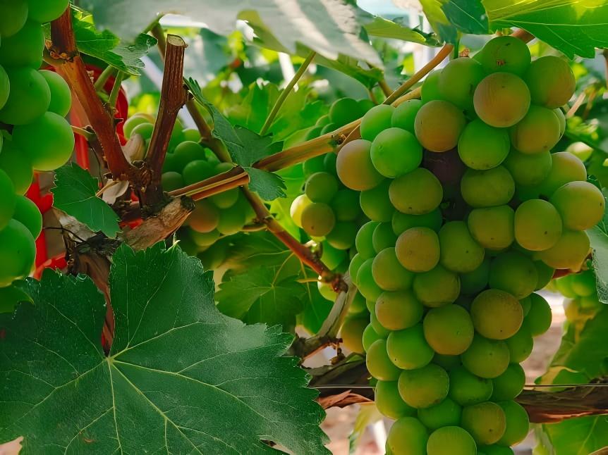 g^ǡӋ{(dio)ЈF(tun)ͬȡ(jng)