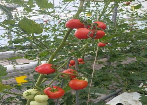 ̽r(nng)I(y)Ƽxl(xing)d̽rl(xing)F(tun)(du)^r(nng)I(y)ƼоԺ