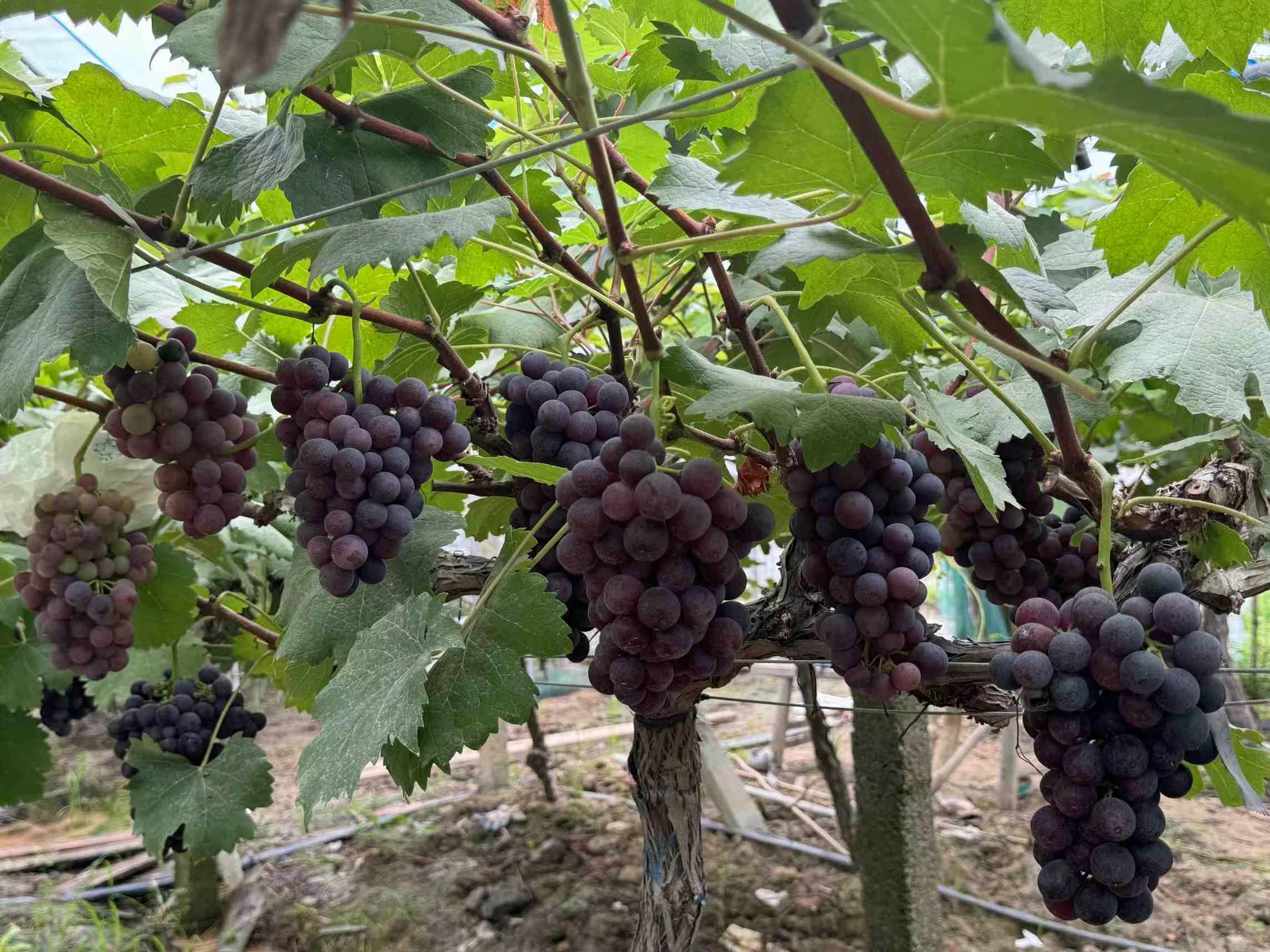 M(jn)NֲLl(xing)d®(hu)W(xu)ԺP(gun)ڴﱡĤĸ{(dio)ƏVF(tun)