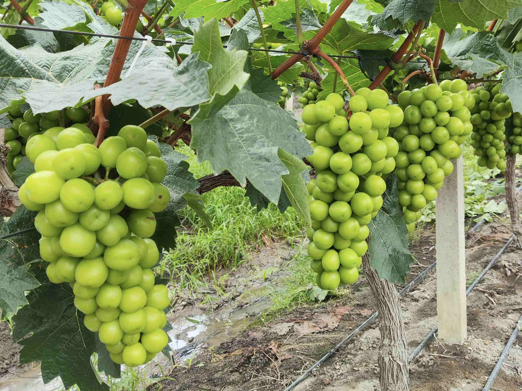  (yng)õѴƼr(nng)I(y)l(xing)d