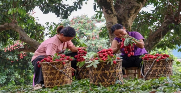 r(nng)ִW(xu)R(zhn)ˮrΈ@(hu)(dng)_չ