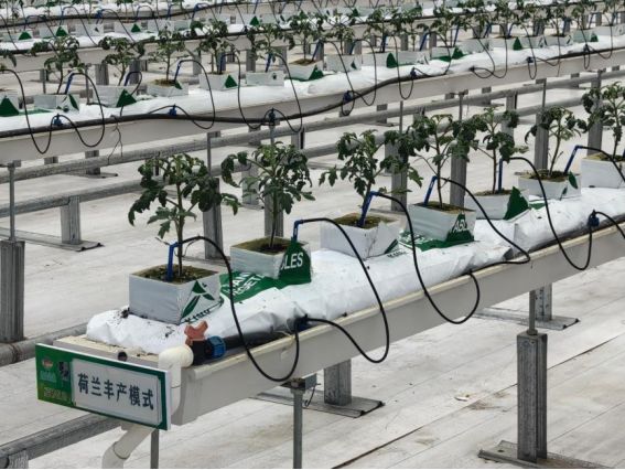 ɽ|W(xu)l(xing)̽·l(xing)̎(sh)ք(dng)dr(nng)Q(mo)