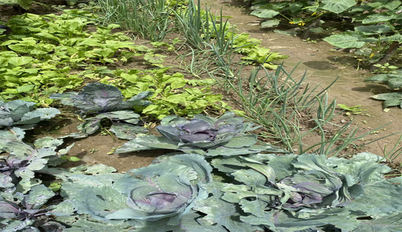 Zh` ڄxd WͶl(xing)a(chn)I(y)ڄӌ`