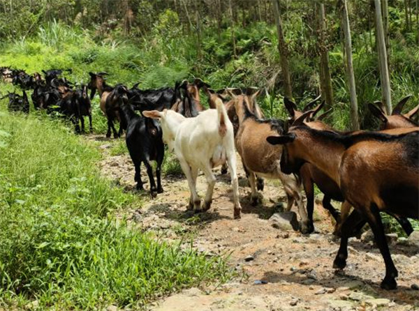 ഺǡB(yng)ɽ򣺏Vˇh(yun)l(xing)dע롰򡱹