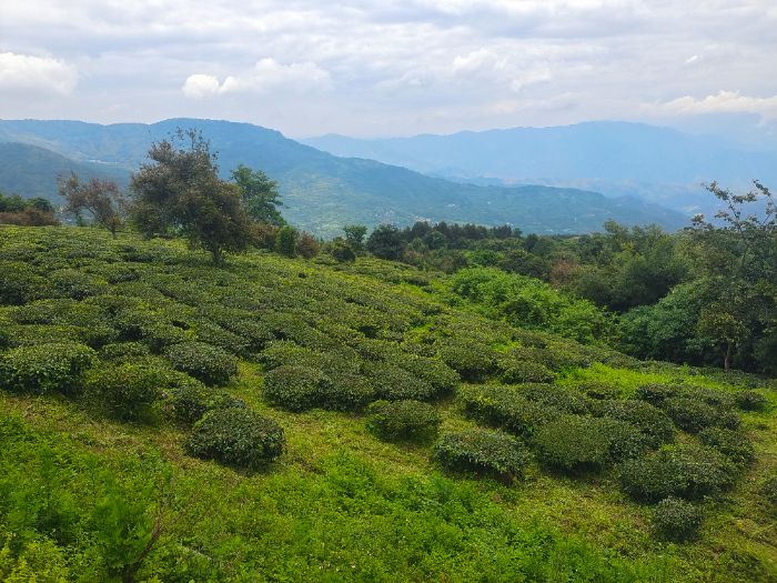 ؔ(ci)ܹW(xu)ӣƎXؾ趼ʾɽB(ti)xl(xing)d·