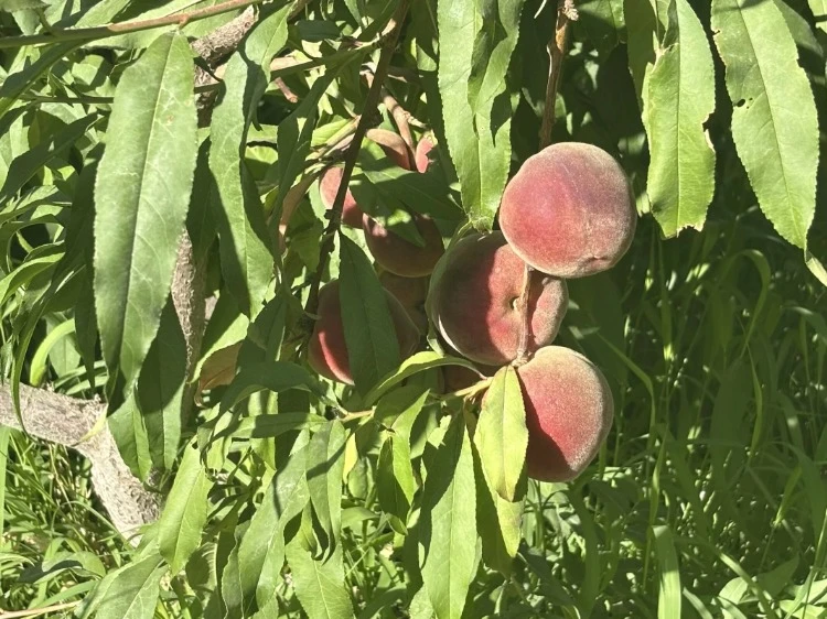 ľW(xu)蟟죬Ȫء(sh)`F(tun)|GҰ鼈ڞPഺdl(xing)D