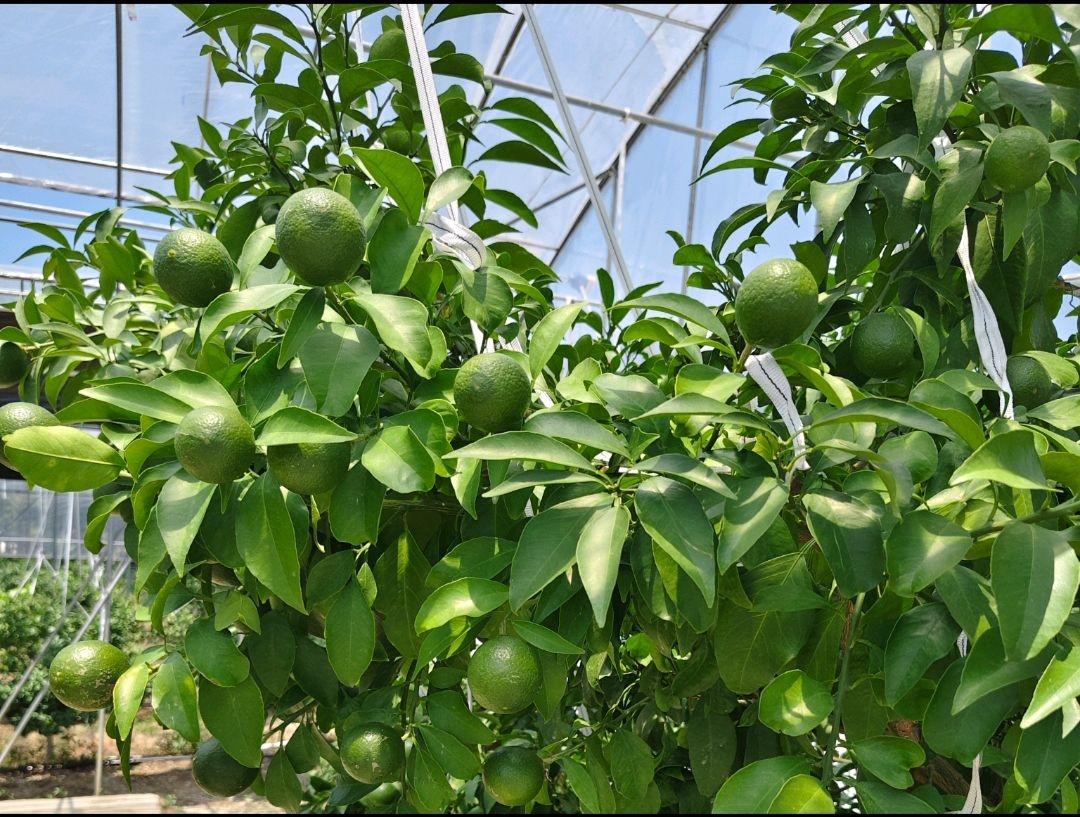 ώ̩݌WԺtīFǽو@ ̽ƺӮaNܴa